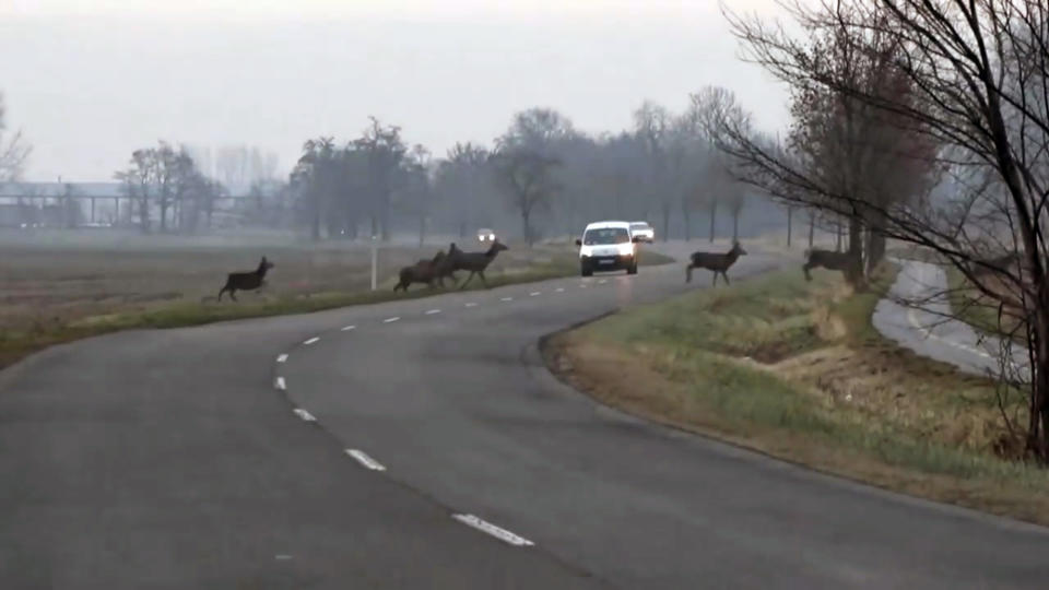 The huge herd was spotted in southern Hungary (Rex)