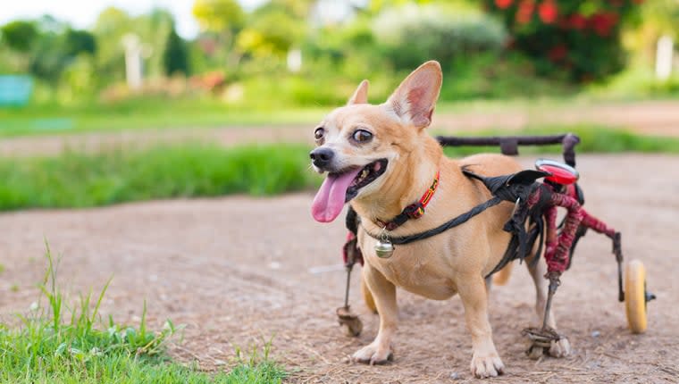 Dog Who Learned To Walk With Splints Looks for Forever Home