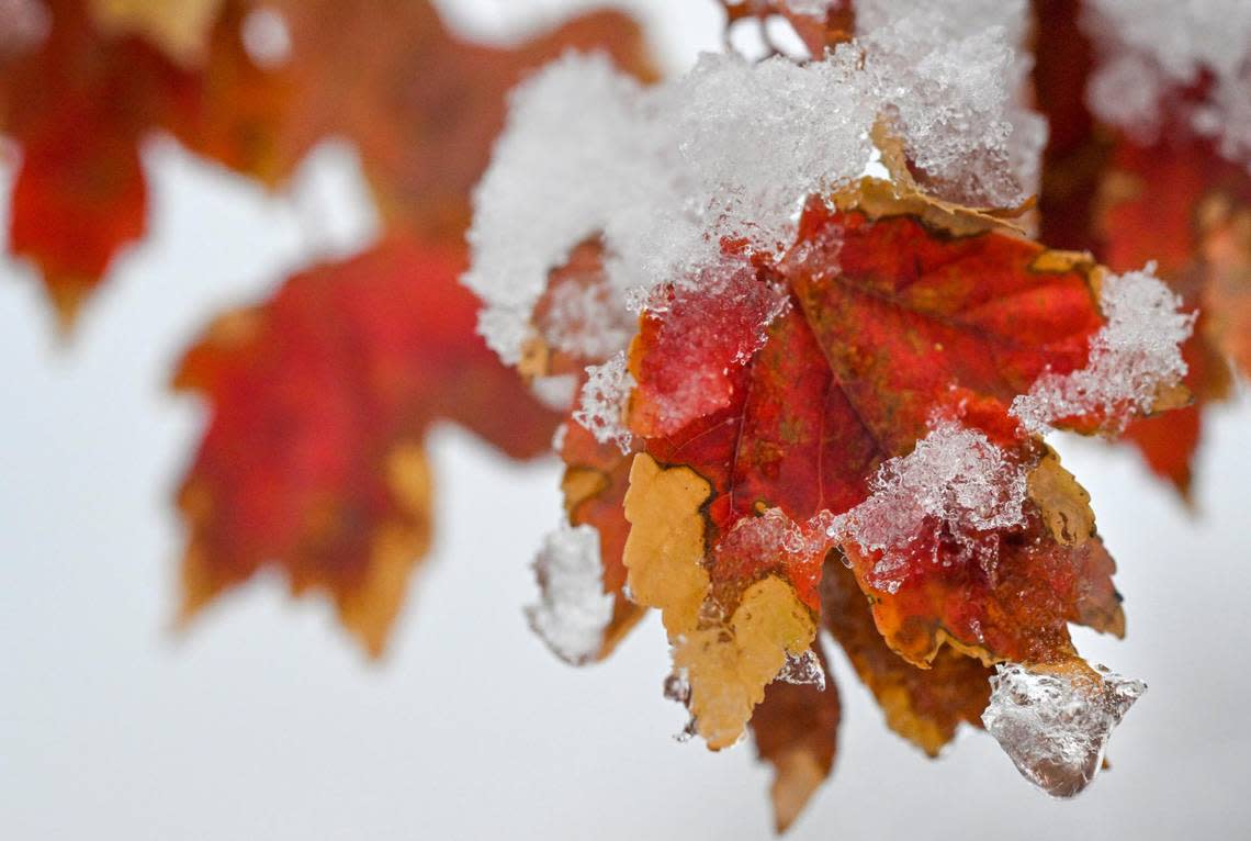 The red leaves of a maple tree were blanketed in snow on Tuesday, Nov. 15, 2022, in western Lenexa, Kanas, after a winter storm moved through the region. The first official day of winter is December 21.