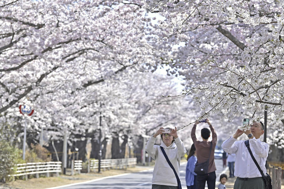 Visitors take photos of cherry blossoms in Tomioka town, Fukushima prefecture, Japan Saturday, April 1, 2023. Evacuation orders were lifted in small sections of Tomioka, a town just southwest of the wrecked Fukushima nuclear power plant, on Saturday, in time for the area’s trademark cherry blossom season and Prime Minister Fumio Kishida joined a ceremony there. (Kyodo News via AP)