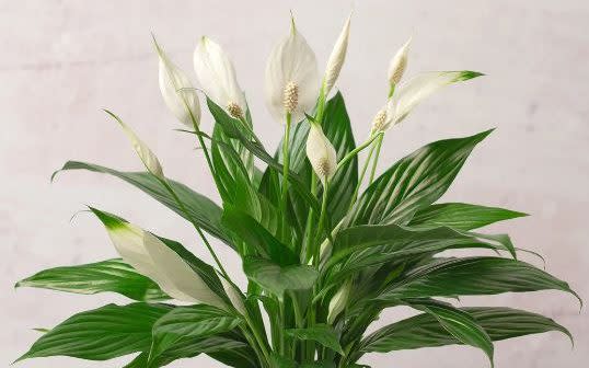 Peace lilies are regularly recommended for helping to soak up toxins - but they make little difference, scientists say  - Lela London 