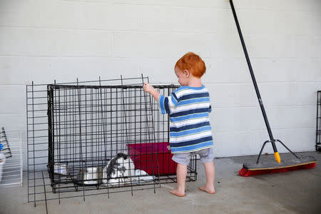 Nimai Peacock, 1, of Leilani Estates, looks at a rabbit at a Red Cross evacuation center in Pahoa during ongoing eruptions of the Kilauea Volcano in Hawaii, U.S., May 15, 2018. REUTERS/Terray Sylvester