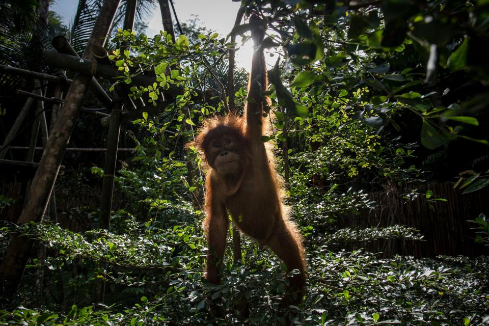  Baby orangutan at the Sumatran Orangutan Conservation Programme. The dangers to nature and climate must be treated as one, scientists say (Getty Images)