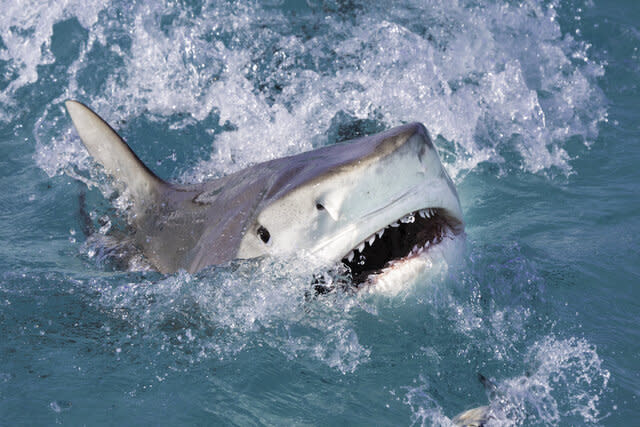 Tiger Shark