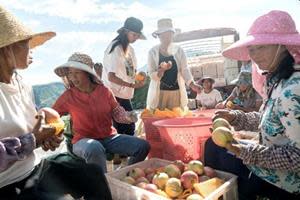 Growers pick fresh pomegranates for consumers on Pinduoduo