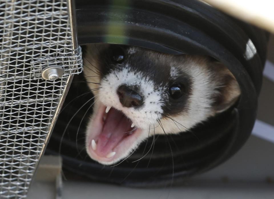 FILE - In this Oct. 5, 2015, photo, a black-footed ferret belts out warning during a release of 30 ferrets by the U.S. Fish and Wildlife Service at the Rocky Mountain Arsenal National Wildlife Refuge in Commerce City, Colo. Feeding vaccine nuggets to prairie dogs could help bring back a species of prairie weasel that almost went extinct. Scientists thought the black-footed ferret was extinct until a Wyoming ranch dog brought a ferret home in 1981. (AP Photo/David Zalubowski, File)