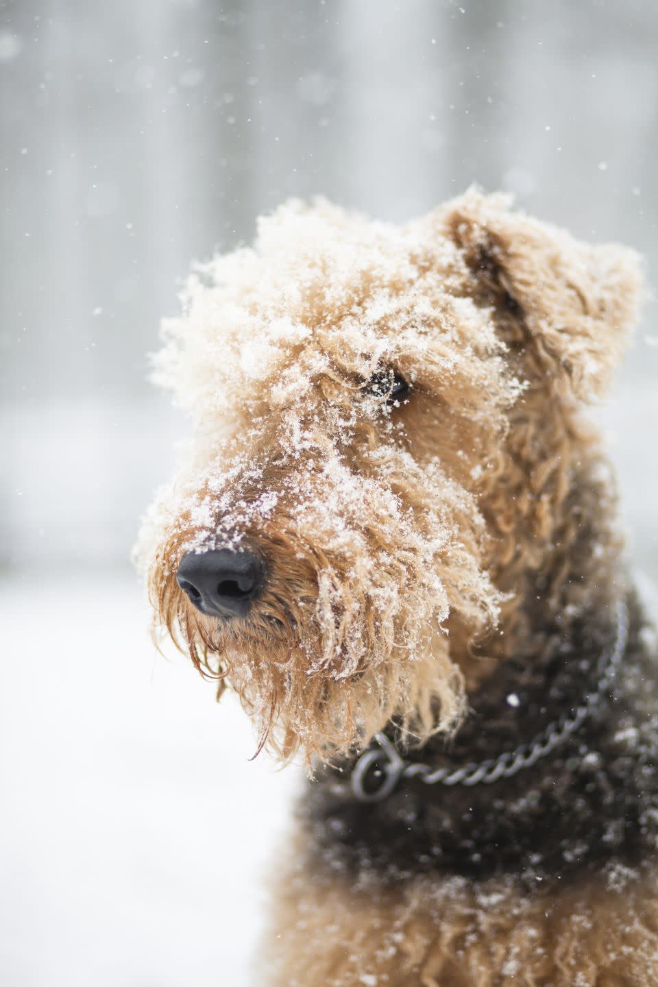 10) Airedale Terrier