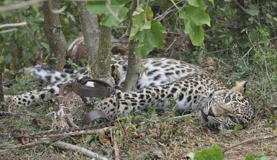 This November 2014 photo provided by the Wildlife Trust of India shows a leopard caught in a trap in a forest in Karnataka, India. Authorities in India are concerned a 2020 spike in poaching not only could kill more endangered tigers and leopards but also species these carnivores depend upon to survive. (WTI via AP)