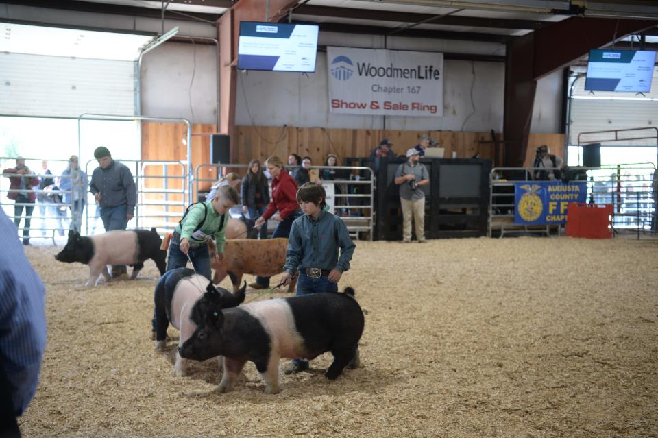 Participants in the Augusta County Market Animal Show and Sale start as young as eight years old and can range up to seniors in high school, as seen in this group showing their hogs on Friday, May 5, 2023.