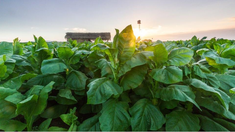 Plantaciones de tabaco