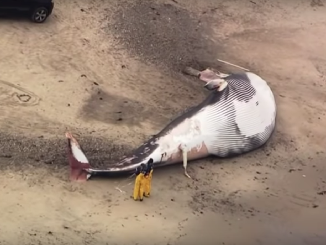 A giant, dead whale has washed up on a beach in Massachusetts: Associated Press