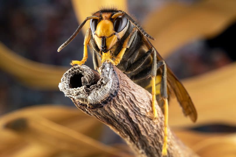 An Asian hornet sits on a branch