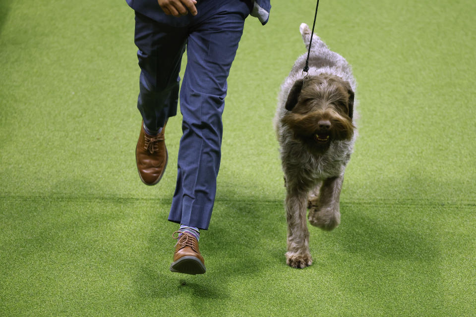 (Photo by Sarah Stier/Getty Images for Westminster Kennel Club)