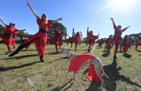 <p>In vielen Städten weltweit wurde am 14. Juli der “The Most Wuthering Heights Day” gefeiert. Weltweit tanzten rot gekleidete Fans von Kate Bush den berühmten Tanz aus dem Musikvideo “Wuthering Heights”. Im australischen Sydney war auch dieser Hund mit von der Partie! (Bild: Getty Images) </p>
