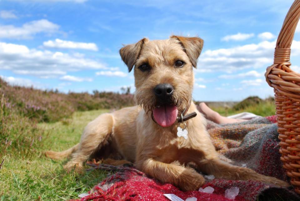 The Northern Echo: Do you have a favourite picnic spot in County Durham?