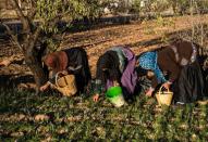 Some of Morocco's saffron farmers are worried about knockoff versions of the spice impacting on their business