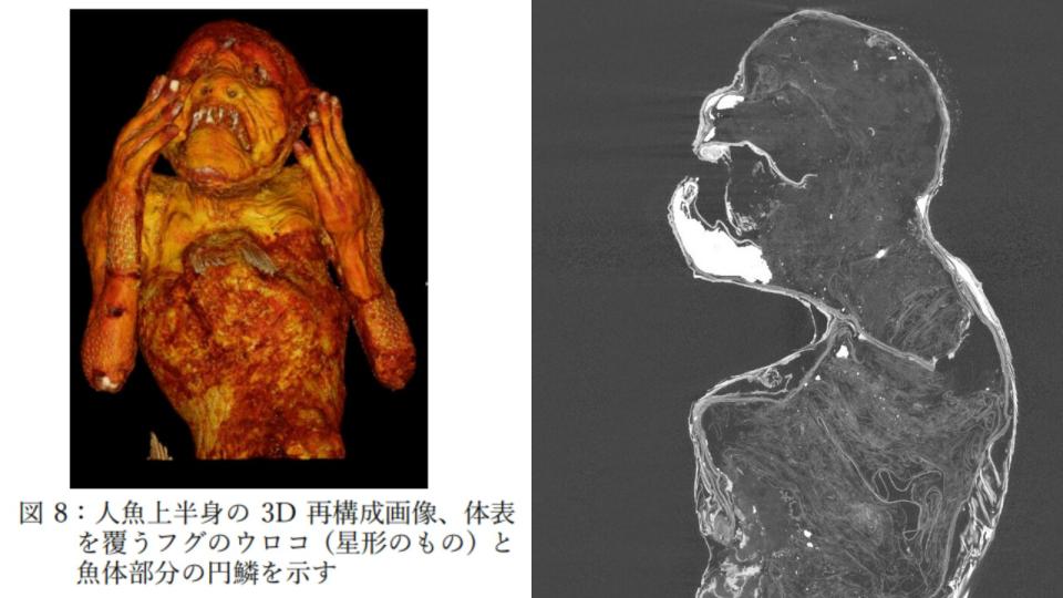 左圖為研究團隊以科學技術再構成的3D「人魚木乃伊」圖像，右圖為X光掃描下呈現的木乃伊縱斷面，內部塞著棉絮等填充物。翻攝倉敷藝術科學大學官網