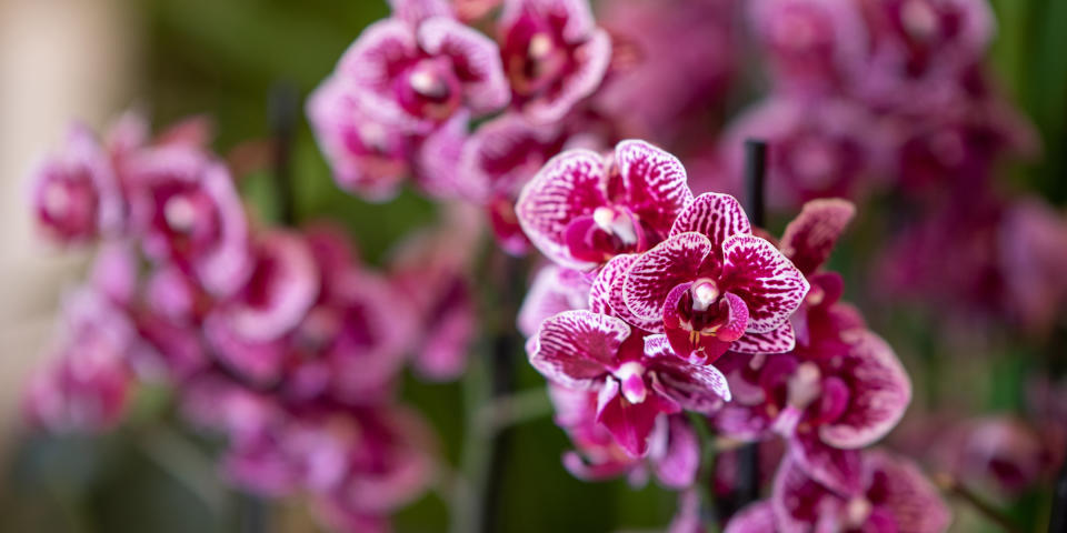 purple orchid, orchid care, how to care for orchids (Getty Images)