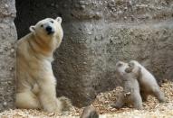 Twin polar bear cubs play next their mother Giovanna outside in their enclosure at Tierpark Hellabrunn in Munich, March 19, 2014. The 14 week-old cubs, who made their first public appearance on Wednesday, have yet to be named. REUTERS/Michael Dalder (GERMANY - Tags: ANIMALS SOCIETY)