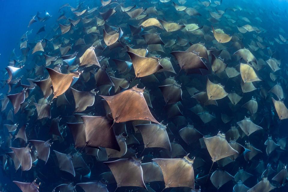 Ocean Art Marine Life Behaviorhm_Jay_Clue_Gigantic aggregation of Munks Devil Rays in Baja California Sur