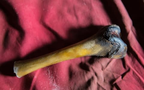 A femur bone from the decayed body of a purported Yeti found in a cave in Tibet - Credit: University of Buffalo