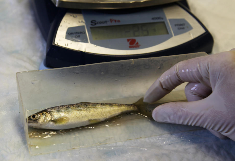 In this photo taken on Tuesday Feb. 4, 2014, at a hatchery in Parkdale, Ore., a hatchery worker measures and weighs salmon as part of a study to track their growth. Studies have shown artificial breeding makes for weaker fish and can harm wild populations, and critics hope recent lawsuits on the west coast can reform how hatcheries work. (AP Photo/Gosia Wozniacka)