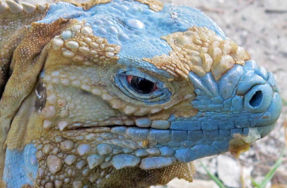 In this Friday, Aug. 3, 2012 photo, an adult Grand Cayman Blue Iguana nicknamed "Biter" is shown shedding its dead skin at the Queen Elizabeth II Botanic Park on the island of Grand Cayman. Roughly 700 blue iguanas breed and roam free in protected woodlands on the eastern side of Grand Cayman in the western Caribbean that is the only place where the critically endangered animals are found in the wild. (AP Photo/David McFadden)