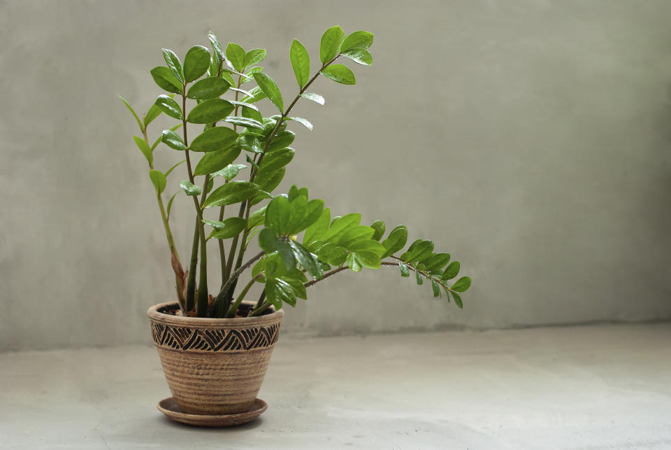 Esta planta de hojas brillantes y tallos de color verde oscuro puede sobrevivir varios meses sin riego. La zamioculca solo necesita agua de forma más frecuente es caso de recibir mucha luz. (Foto: Getty Images).