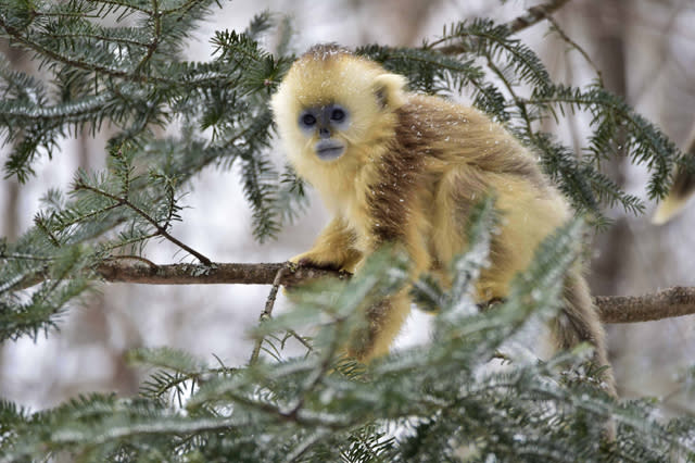 Mandatory Credit: Photo by Xinhua/REX/Shutterstock (5540469i) Golden monkeys at Dalongtan Golden monkeys Research Center in Shennongjia, central China's Hubei Province Dalongtan Golden monkeys Research Center, Shennongjia, China - 13 Jan 2016 The Shennongjia Nature Reserve is home to the rare Golden monkeys, which is on the verge of extinction and was first spotted in Shennongjia in the 1960s. The amount of Golden monkeys in Shennongjia right now has doubled since the 1980s because of better environmental protection 