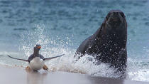 <b>Frozen Planet, BBC One, Wed, 9pm</b><br><b> Episode 1</b><br><br>A sea lion chases a gentoo penguin onto land - both are like fish out of water and the sea lion struggles to make a kill.