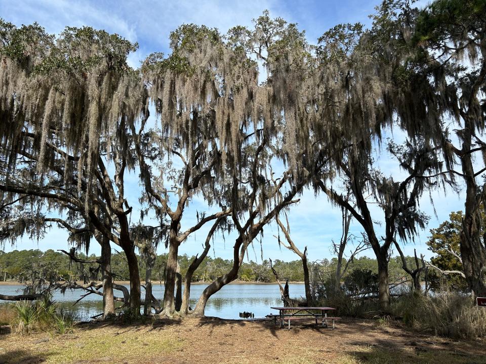 Where the Avian Trail meets the Skidaway Narrows, live oak trees and a picnic table beckon to enjoy the view.