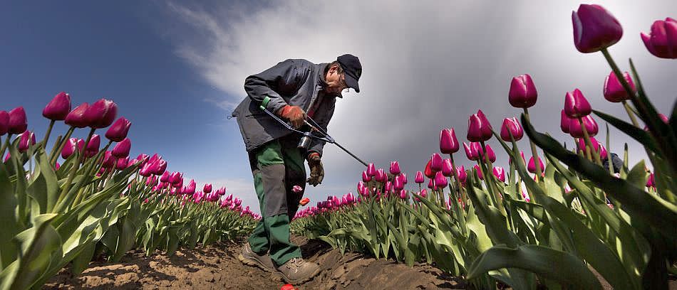 Dadeusz Szczypkowski selects off color tulips in a blossoming tulip field. Tulips command a healthy price in the international flower market. The craze for these bright, cup-shaped flowers dates back several centuries to the Dutch Golden Age.