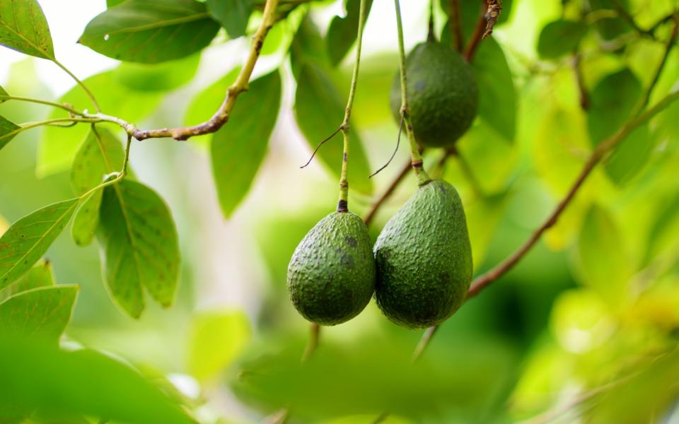 Avocados ripening on the tree - iStockphoto