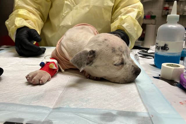 <p>Elanco Animal Health</p> Cookie the puppy recovering from canine parvovirus at The Fix Project in Long Beach, California.