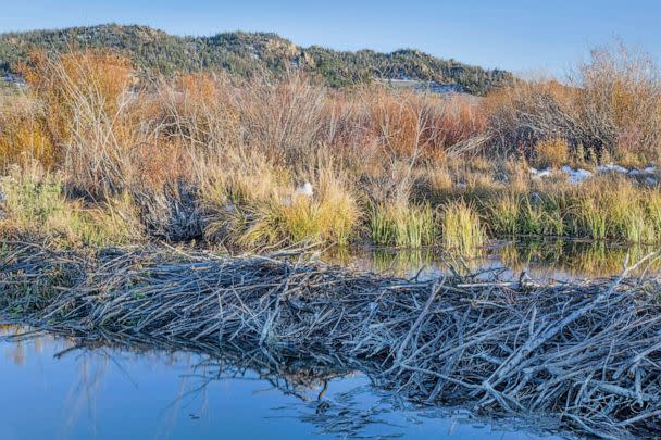 PHOTO: In this undated file photo, a beaver dam is shown on North Platte River, above Northgate Canyon near Cowdrey, Colorado. (STOCK IMAGE/Getty Images)