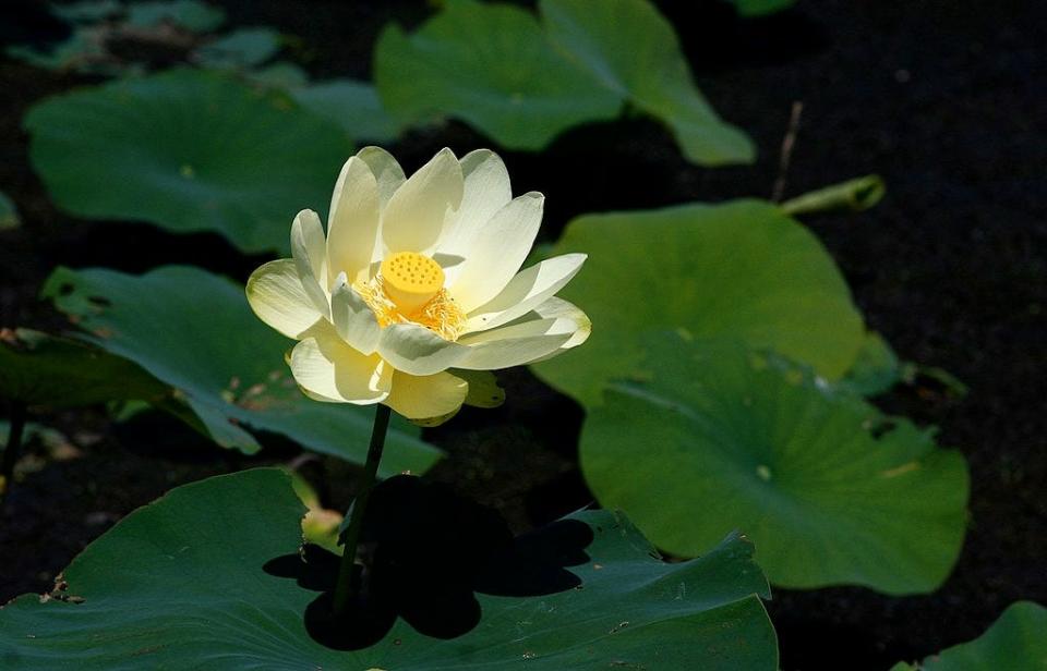 The American lotus (Nelumbo lutea) is sometimes mistaken for a water lily, but it has two main differences. One is the seed pod, which is shaped a bit like a space capsule. The other difference is the leaf shape. Water lilies are not completely round; they have a slit. The American Lotus has big, round (or roundish) leaves with no slit. Some are a foot across.