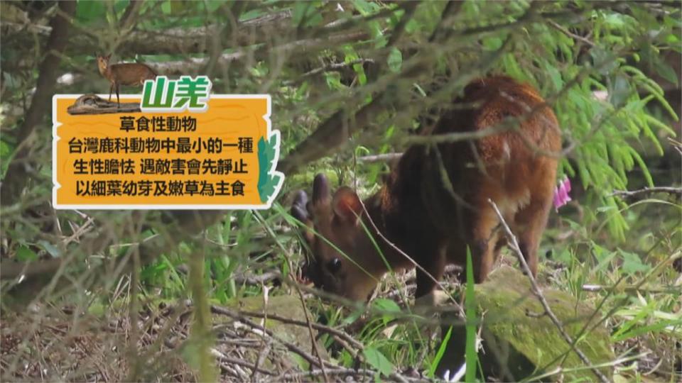 疫情延燒遊客大減　阿里山山羌、帝雉自在覓食