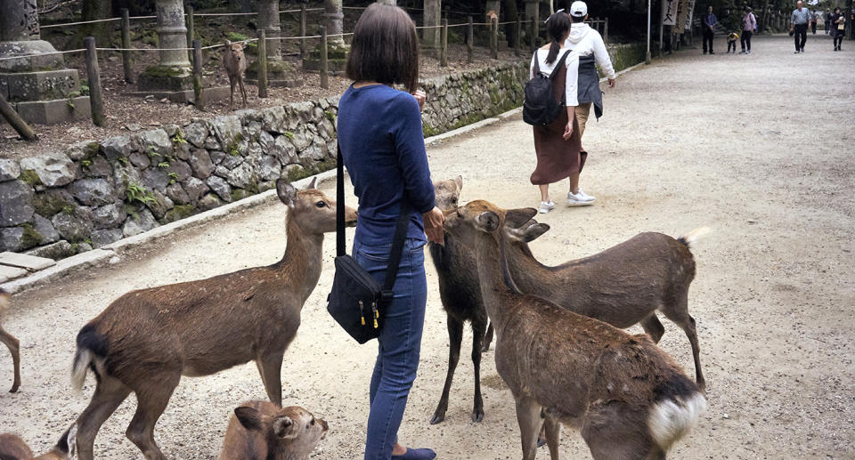 Visitor being surrounded by deer as she attempts to feed them in Nara Park.