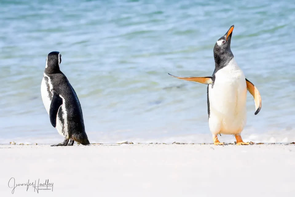 Título “¡Habla con mi aleta!”. Dos pingüinos papúa en las Islas Malvinas pasan el rato en la playa cuando uno se sacude y le hace un desaire a su pareja.
