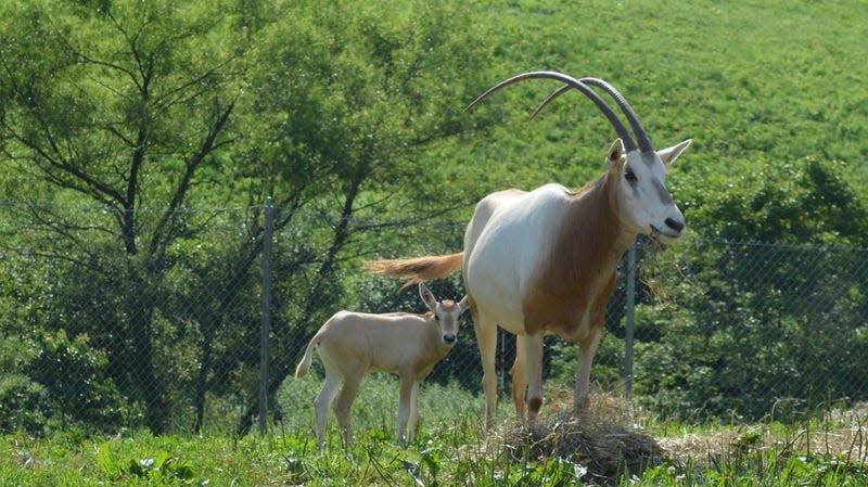 An adult oryx with a calf.
