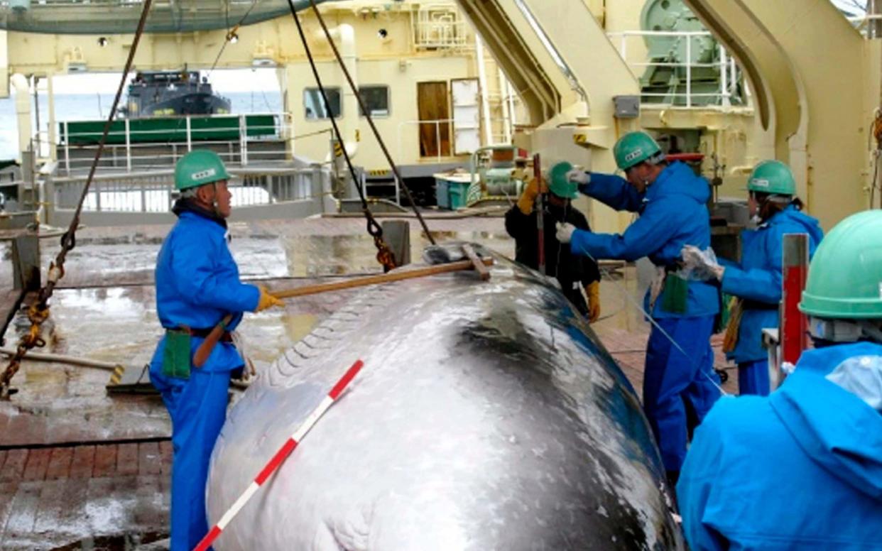 A mink whale on the deck of Japanese whaling ship - AP