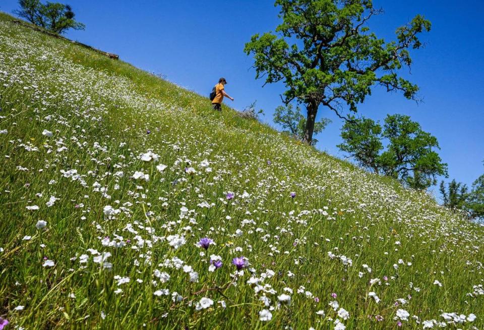 A hiker walks along the San Joaquin River Trail near a wildflower bloom on Wednesday, April 12, 2023.