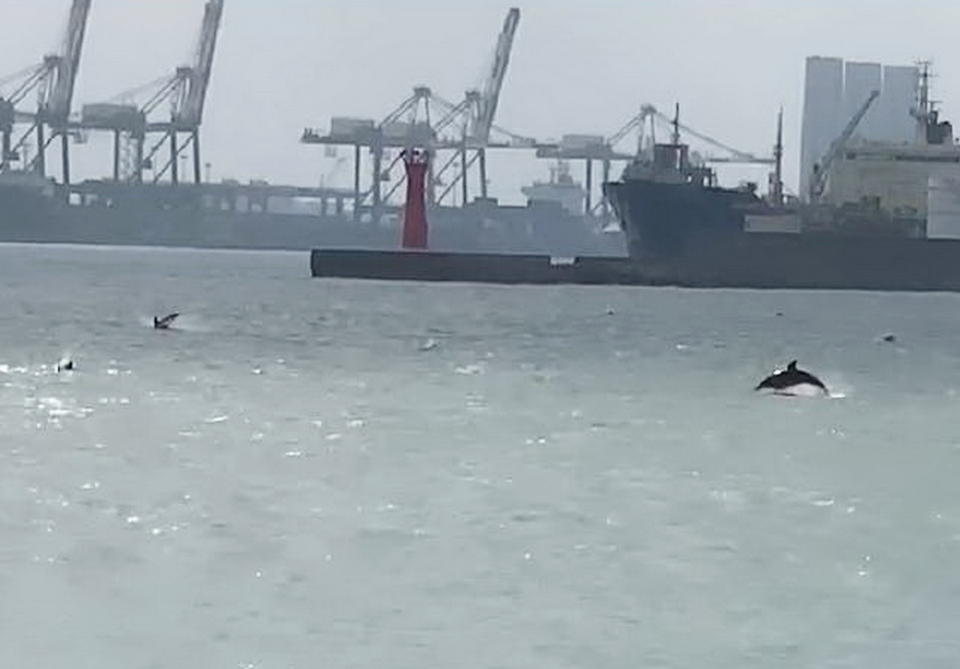 台中港北迴船池水域發現海豚群游，多次躍出水面翻滾。（記者陳金龍翻攝）