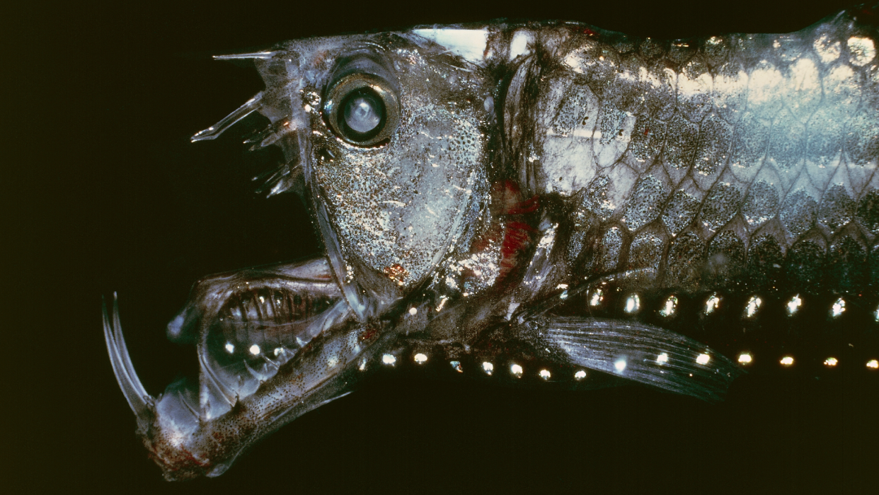  A silver fish with many sharp teeth against a black background 