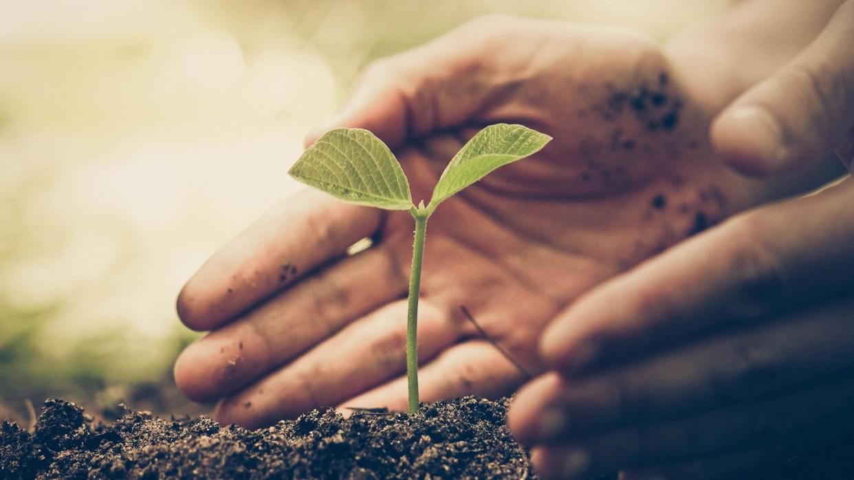 hand of a farmer nurturing a young green plant with natural green background / Protect and love nature concept.