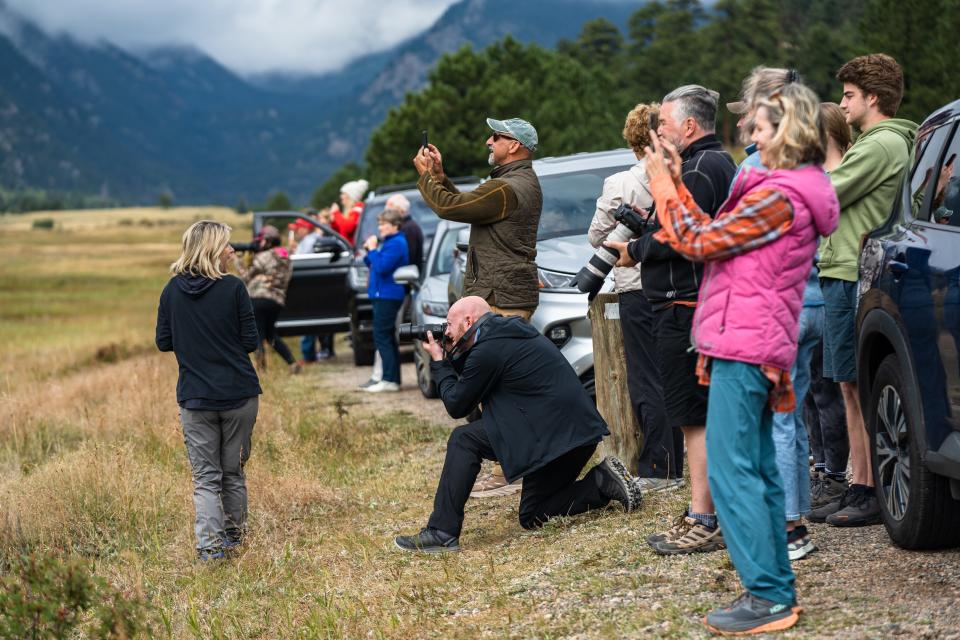 Visitors line a meadow to observe and photograph elk grazing in Rocky Mountain National Park near Estes Park Friday.