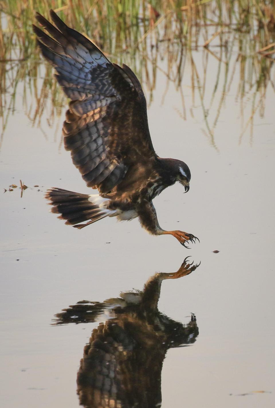 A snail kite in Loxahatchee Slough Natural Area in Palm Beach County.