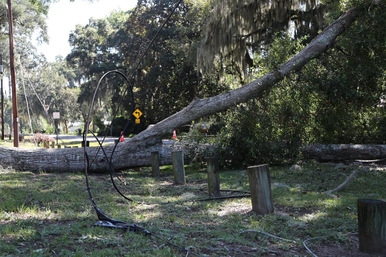 A downed tree took out power lines as it fell across Walthour Road on Wilmington Island.