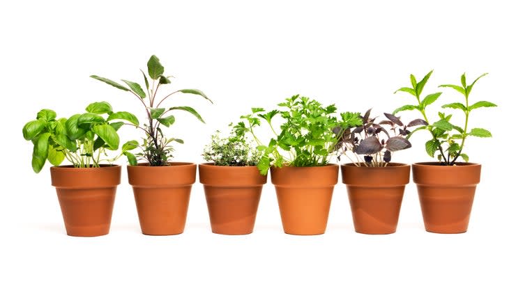 A potted plant selection of kitchen herbs in clay terra-cotta flower pots, isolated on a white background