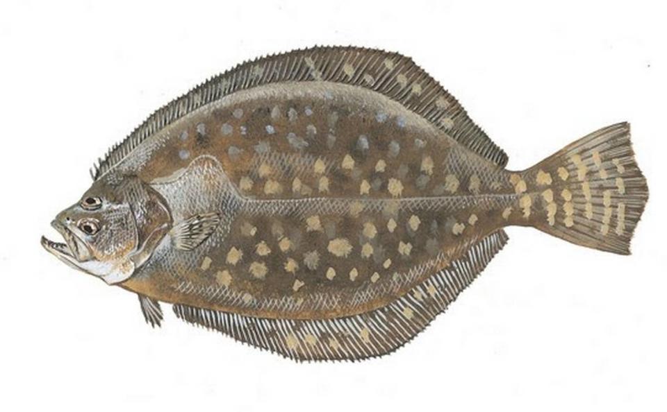 Southern flounder regularly rank as one of the top three most targeted fish among recreational anglers along the South Carolina coast. They’re prized for their delicious white meat.